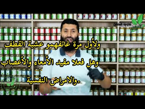 ولأول مرة غاتفهمو عشبة القطف وهل فعلا مفيد الأمعاء والأعصاب والامراض النفسية