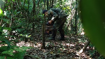 bẫy gà rừng 30/9/2019 tét mồi tơ gặp ngay em mais và cái kết (em cứ đi đi) wild chicken trap