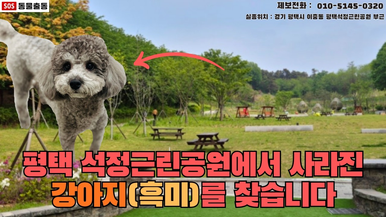 [강아지탐정] 경기도 평택에서 잃어버린 강아지 흑미를 찾습니다. (평택시 실종동물 방송)