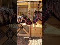 21 month old Percheron draft horses trying to tie knots