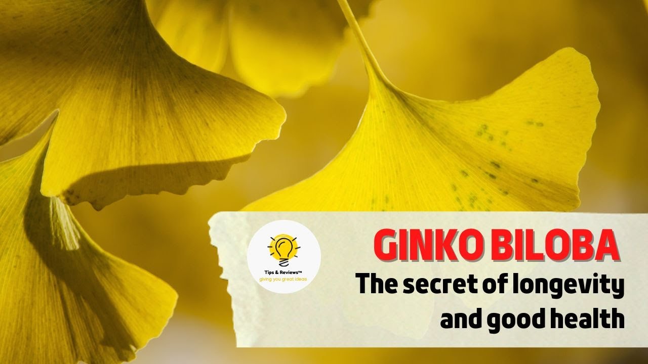 Ginkgo Biloba The secret of longevity and good health YouTube