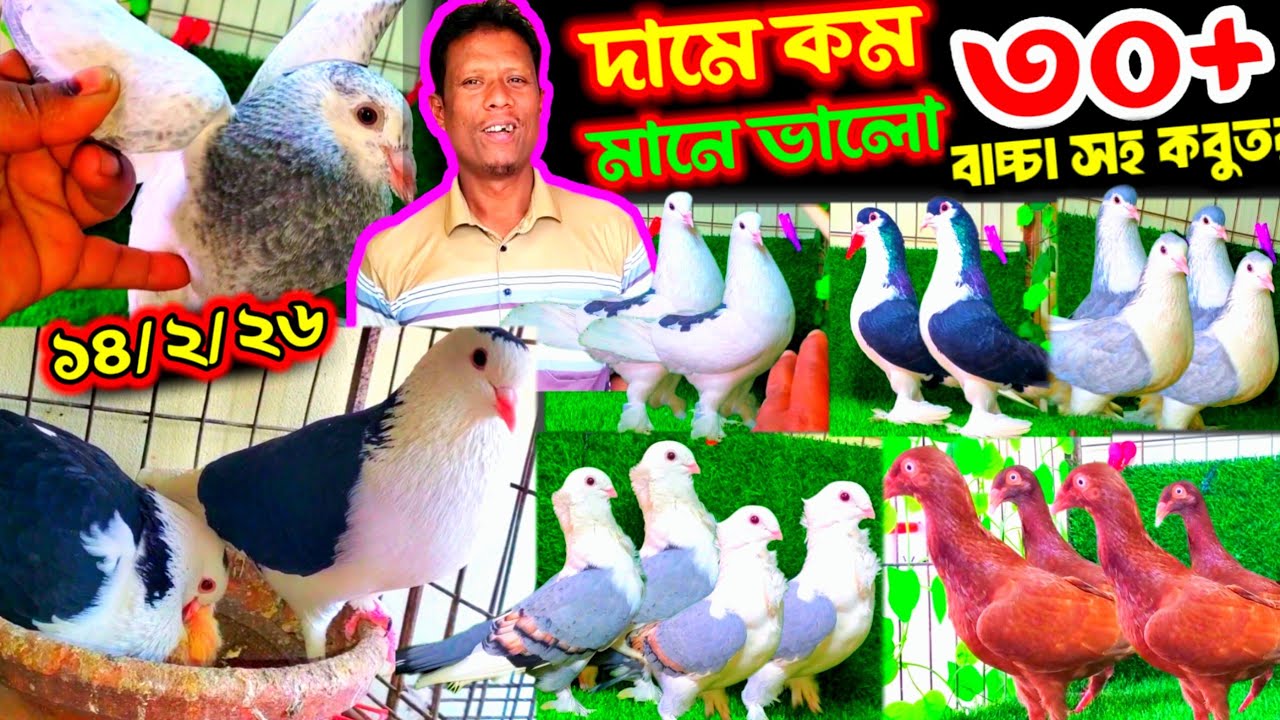 দামে কম মানে ভালো ৩০+ জোড়া কবুতর | ইতিহাসের সেরা ধামাকা অফারে কবুতর কিনুন খামার থেকে | ডিম বাচ্চা সহ