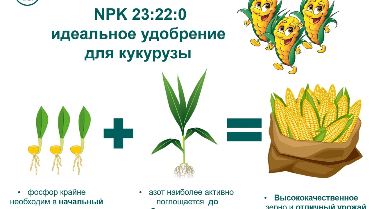 Как получить высокий урожай кукурузы? Удобрение NPK 23:22:0 - YouTube