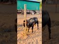 Lpt Farm 👑 2k26 Bakrid Entry no:04 AnilHeavySizeTransportation AvailableContact: +91 97880 18119