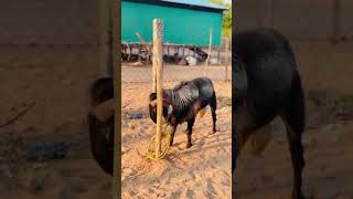 Lpt Farm 👑 2k26 Bakrid Entry no:03 OGBossHeavySizeTransportation AvailableContact: +91 97880 18119