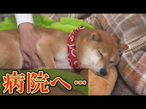 豆柴おもしろ4兄妹 - YouTube