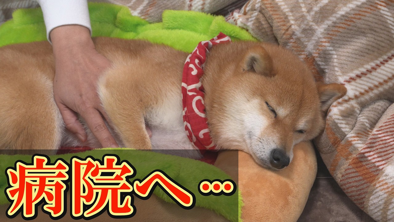 ひと月に3回目のてんかん発作・・・危険ラインを越えてしまいました。