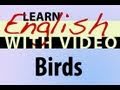 Learn English with Video - Birds