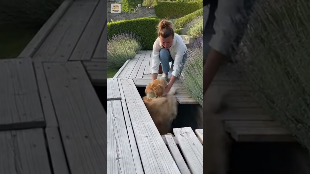 😂🐾01 IQ Dog… 