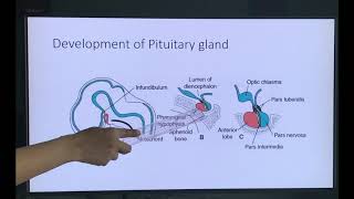 CNS Development Part 3/Embryology of Nervous system/ Development of Nervous system