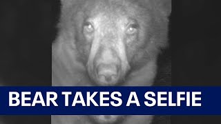 Bear takes about 400 selfies after discovering wildlife camera in Colorado screenshot 4