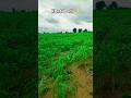Farming shorts | Arun yaduwanshi vlogs