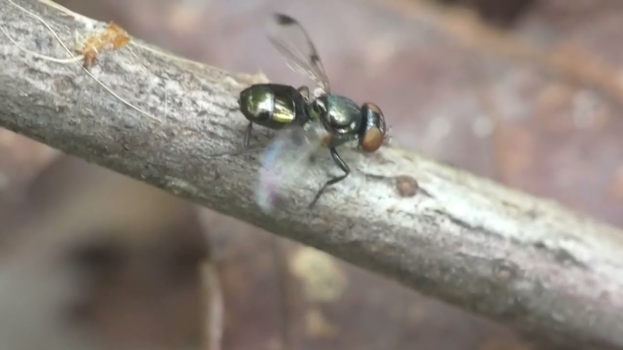 Picture-winged Fly Performs Wing Signalling Display & Self-grooming