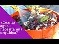 ¿Cuánta agua necesita una Orquídea? || Orquiplanet