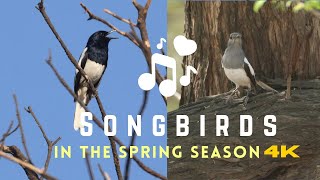 Songbirds | India | Singing birds of spring | passerine | nature Documentary | 4k with Eng subs |