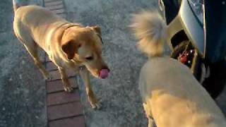 20090507-GU堤外的朋友4