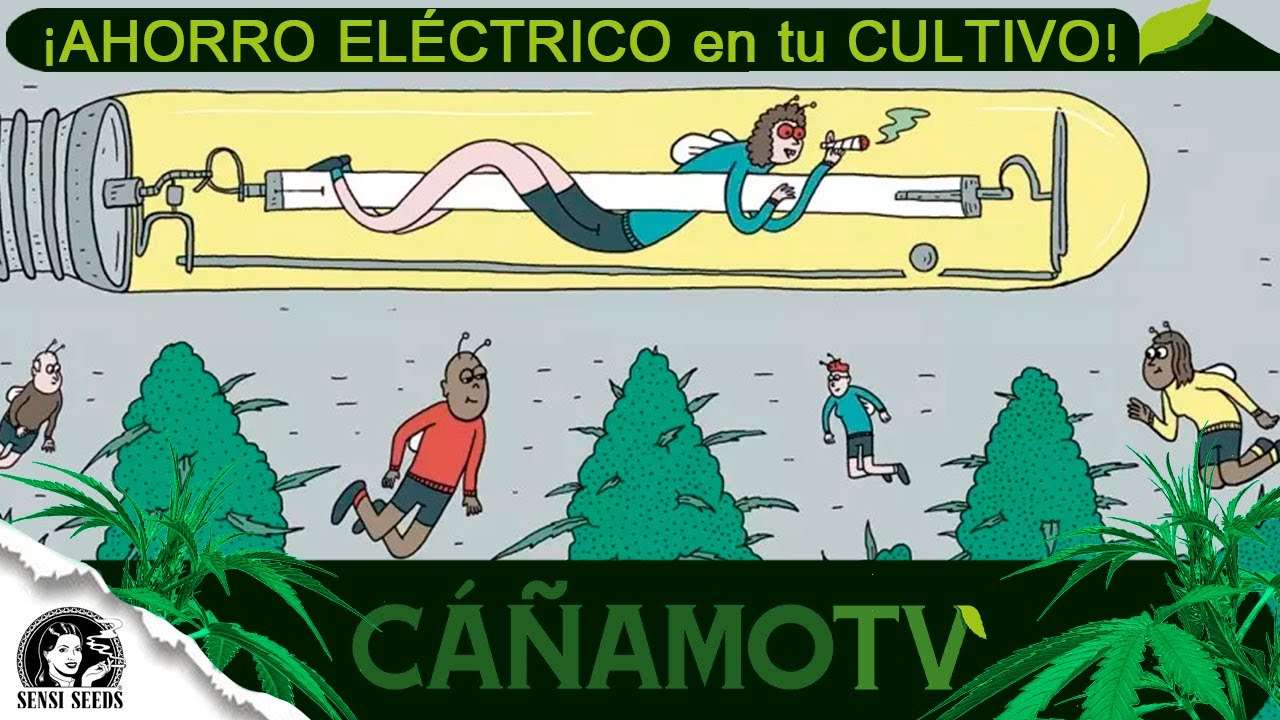 ¡AHORRA ELECTRICIDAD en tu CULTIVO con estos TRUCOS!