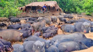 FULL VIDEO 100 days: feed pigs, farm lots of pigs, find food for pigs