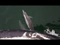 Dolphins trailing speeding boat 3D VR