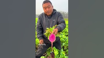 Cách Trung Quốc thu hoạch củ cải đỏ củ tròn màu tươi đẹp