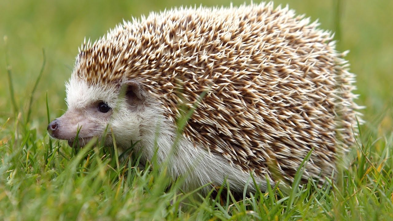 I GOT A HEDGEHOG PET!!!! Roblox Epic Minigames #2