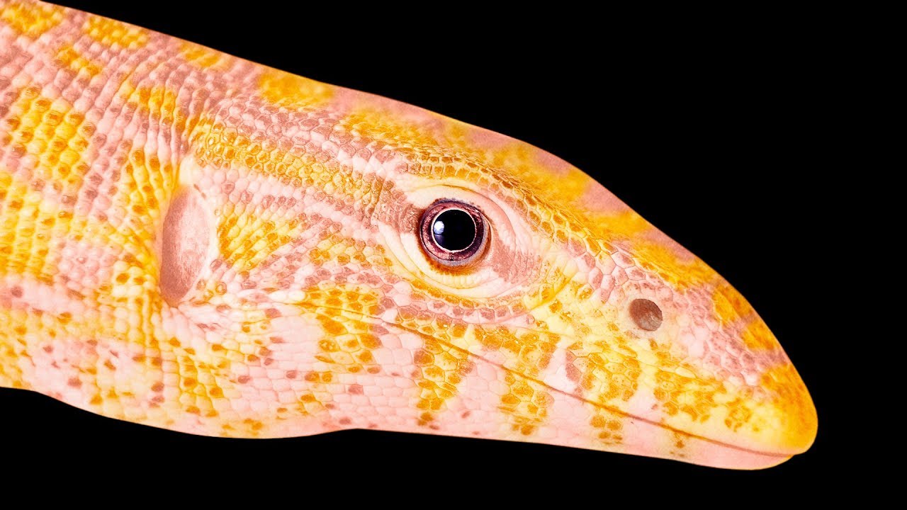 １１のペットとして飼われる高価な動物たち Youtube