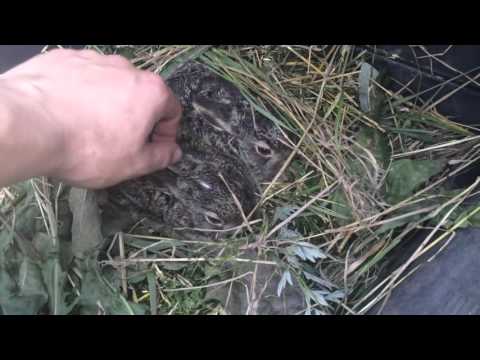 Зайчата в поле. Русак. Заяц.