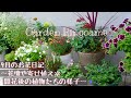 【ガーデニング】9月の花壇や寄せ植えの様子🌼＆花の期間が終わった植物の今🌿【花パトロール】