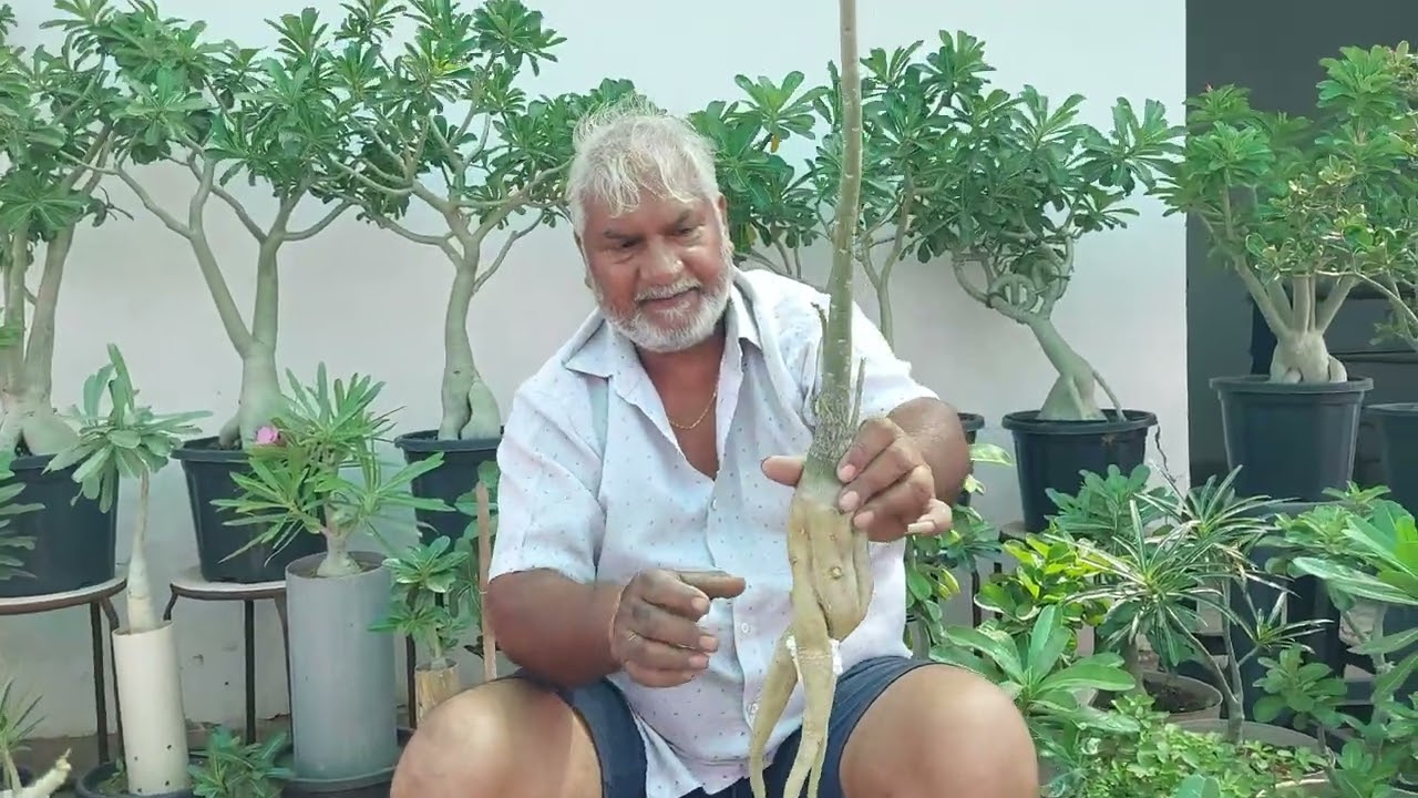 # व्यूअर्स प्लांट के रूड डबलप करने है तो इस तरह प्लांट लगाए यह बीडीओ आप के लिए 