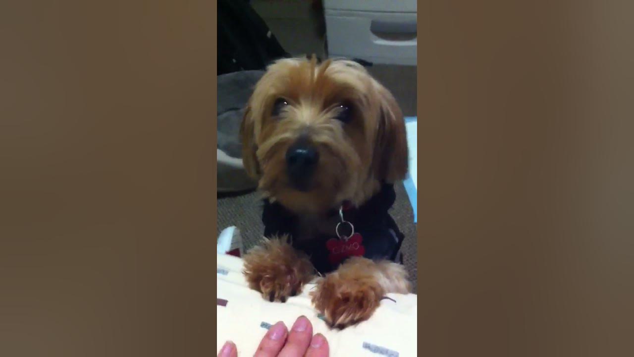 Yorkie crying YouTube