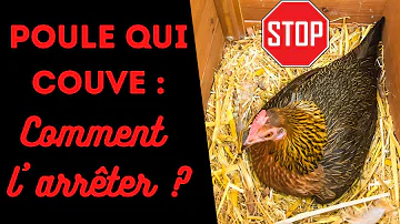 Comment faire pour arrêter une poule qui couve ?