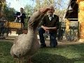 On the Road: A man changed by a goose's love
