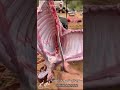 قووه سكين ام طاحوونه الالمانيه قووه سكين ام طاحوونه الالمانيه