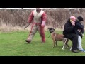 Personal  family protection dog training