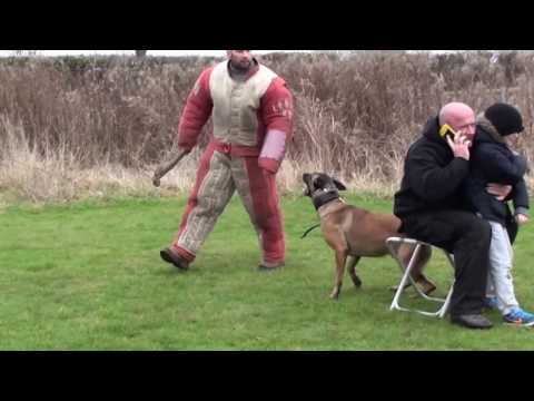 personal / family protection dog training