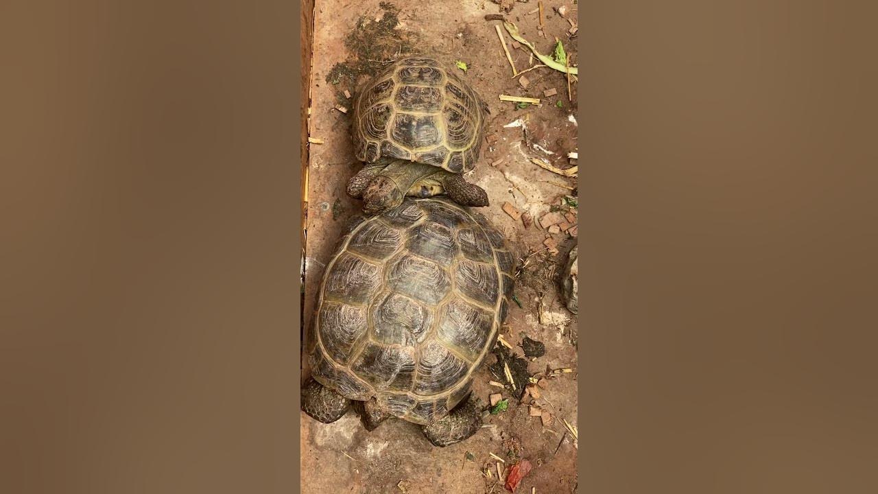 Tortoise having Nap. But they always sleep close each others YouTube