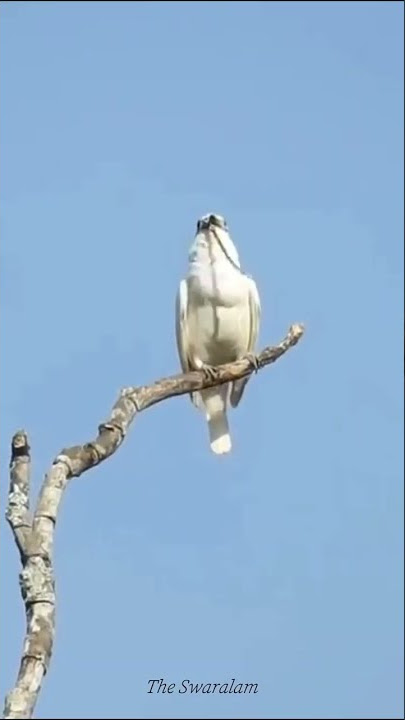 Wow! Inilah Suara Kicau Burung Paling Keras di Dunia