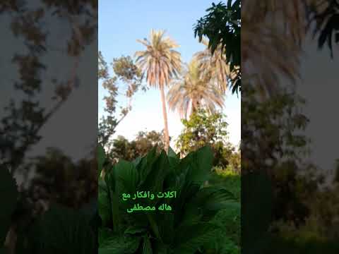 ما احلاها عيشة الفلاح مطمن وقلبة مرتاح