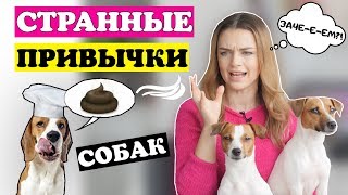 СТРАННЫЕ ПРИВЫЧКИ СОБАК | Зачем собаки это делают??!!!