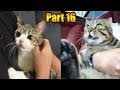 Awesome Funny Cats Videos .  Happy Cats Compilation (Part 16)