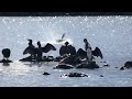 Ūdensputni Daugavā - Waterbirds in river Daugava