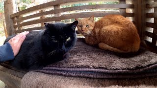 Cats warm while watching the Japanese garden