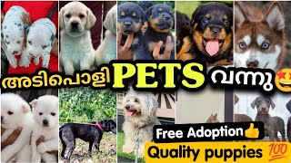 150 രൂപ മുതൽ PETS എത്തി | PETS sale in low price | Free adoption dog | PETS POINT