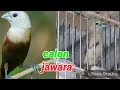 Emprit Kaji Bakalan Masteran Kenari Apa Bisah Calon Jutawan Mp3 - Mp4 Download