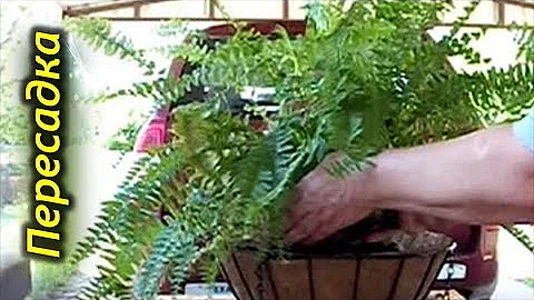 Когда и как пересаживать папоротник. Выбор горшка для папоротника!