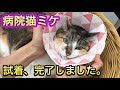 カップケーキみたい…紙製カラーが届いたので試着してみたら固まる猫がかわいすぎた。【動物病院の日常】