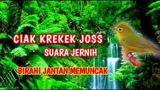 CIAK KREKEK NGEKER JOSS KECIAL KUNING SI RETE AMPUH BUAT JANTAN BIRAHI GACOR SUARA ALAM