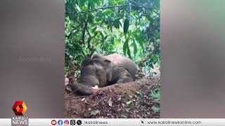 വയനാട്ടിൽ കാട്ടാന ഷോക്കേറ്റ്‌ ചരിഞ്ഞ നിലയിൽ | wayanad | elephant