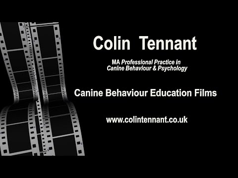 tips-puppy-training-indoors---obedience---colin-tennant-ma