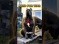 This Dog Went To War With Rome. Now It Guards Your Couch.